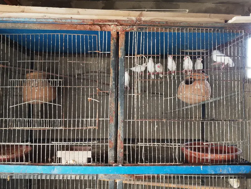 Java Bird for Sale — photo 2