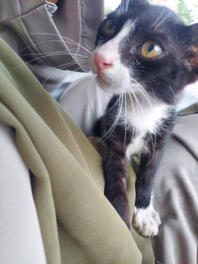 Cute Tuxedo Kitten for Adoption