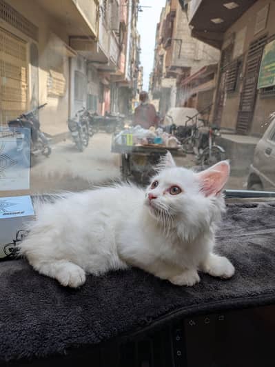 Persian male kitten for sale