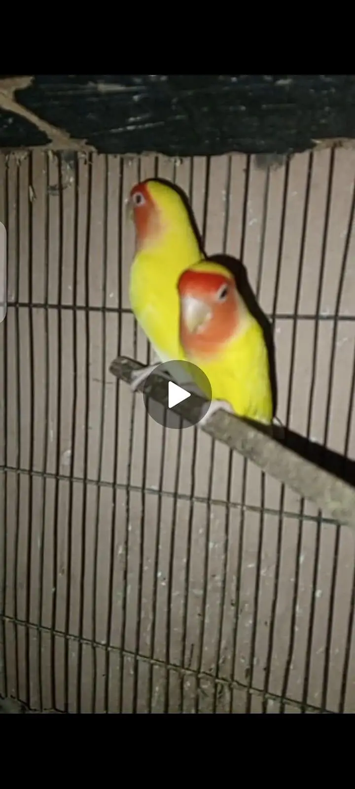 love birds — photo 3