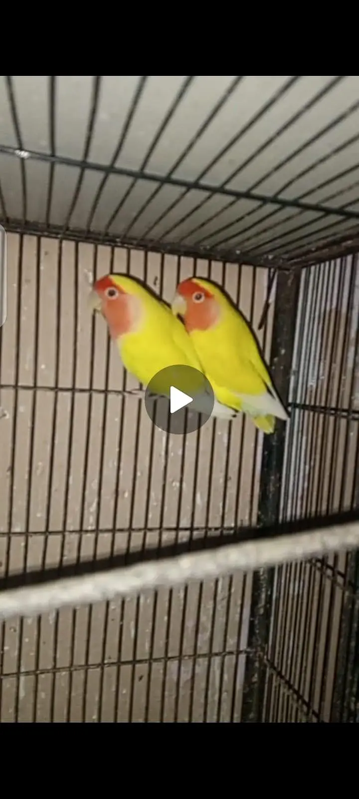 love birds — photo 5
