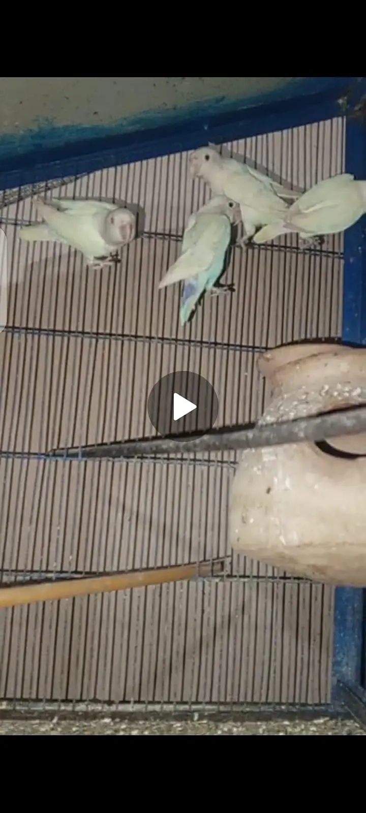 love birds — photo 8
