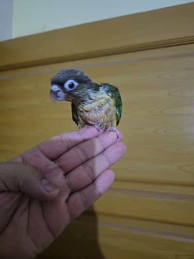 high red factor yellow sided conure chick