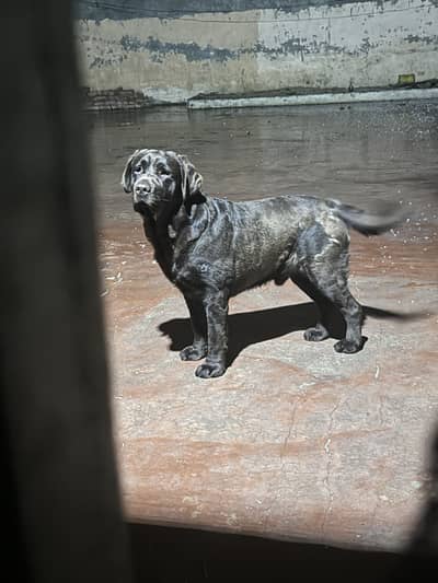 Chocolate Labrador