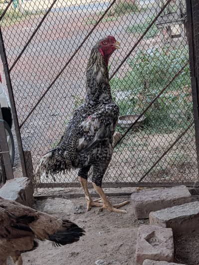 japanese coco Shamo pair quality breed