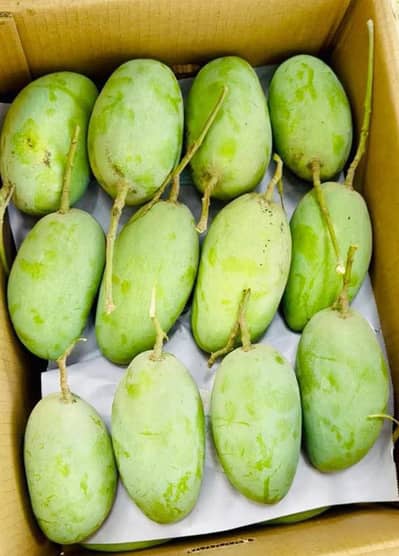 Multani Export Quality Chaunsa