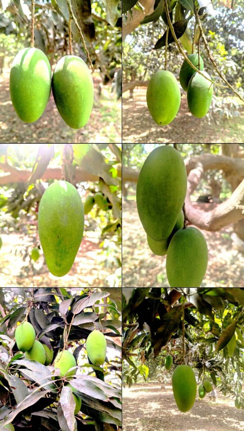 Multani Export Quality Chaunsa 2