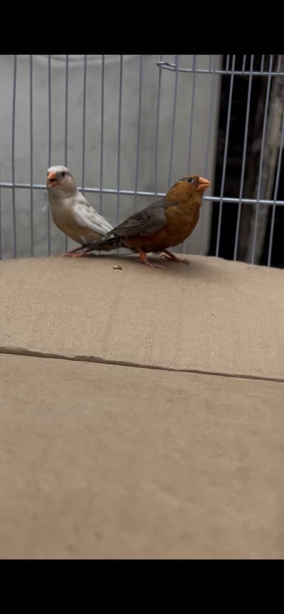 Finches Orange Muration