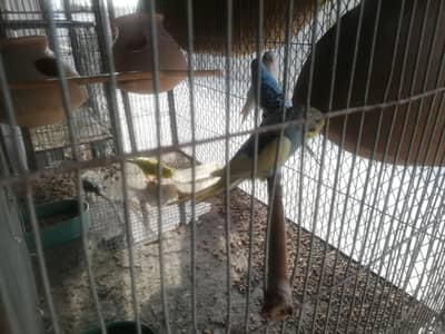 budgies for sell