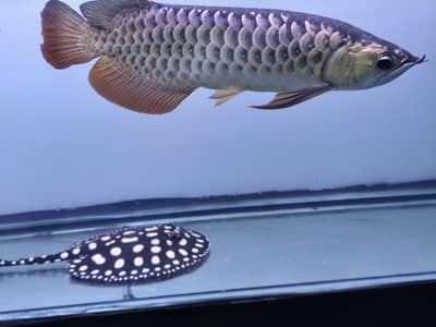 Cross back Golden (blue base)