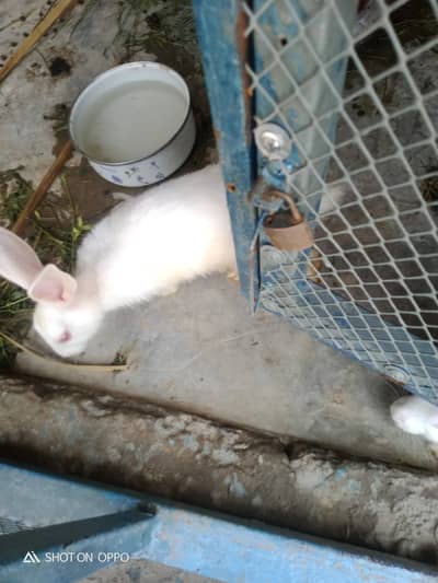 rebbits for sale