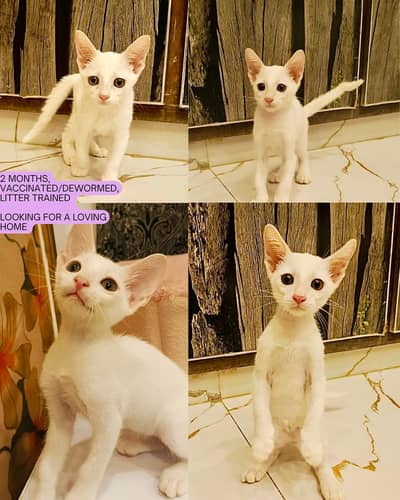 Kittens for Adoption