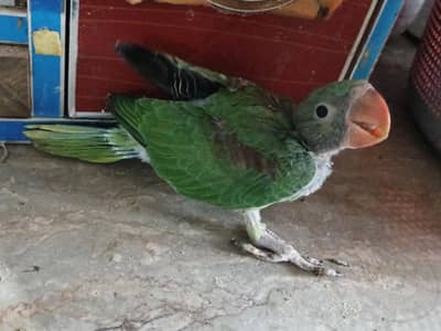 1 Kashmiri chick 45 days old