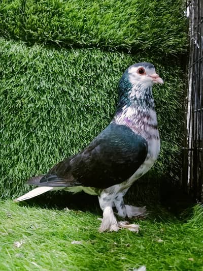 Lahori sherazi breder Male for sale