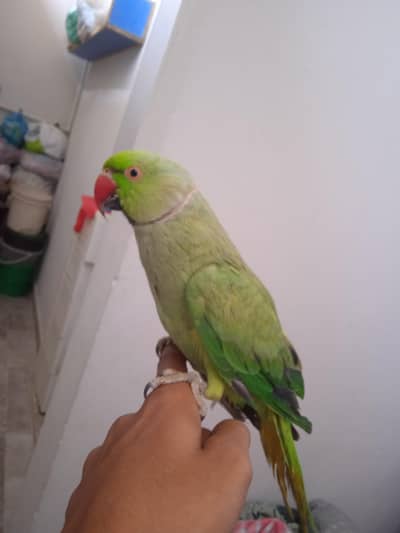2 ringneck male in 14k tame talking 18k s kum 03701124986