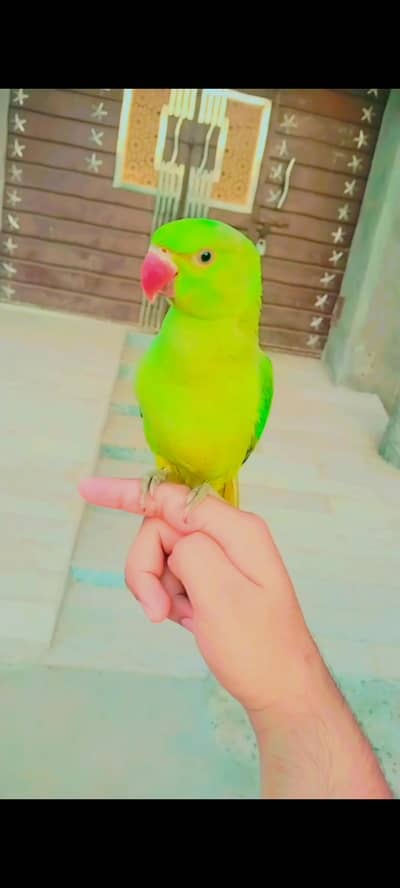 Raw parrot  beautiful love hand train  any one interested to buy
