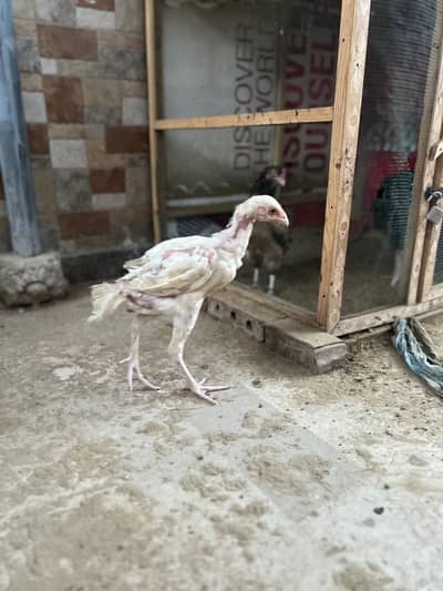 Aseel Maiwali chicks