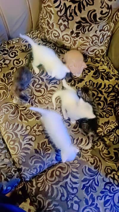 Persian Cat Female fully trained Available Trusted lover Persons