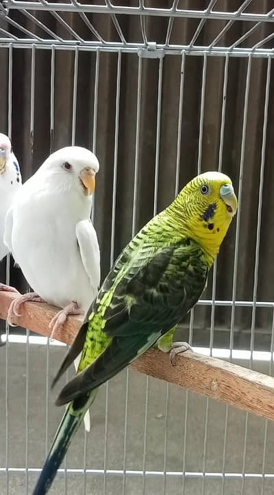 Albino Exhibition and Black Wing females