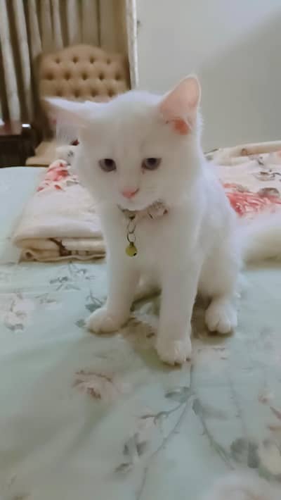 Turkish angora kittens
