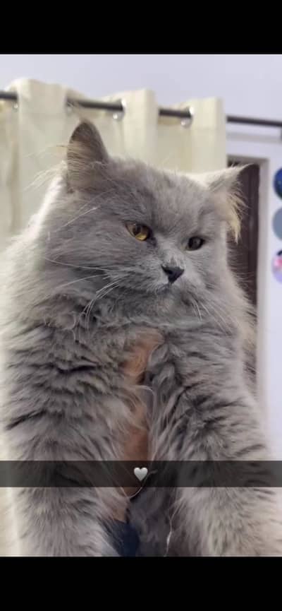 Persian cat smokey grey color