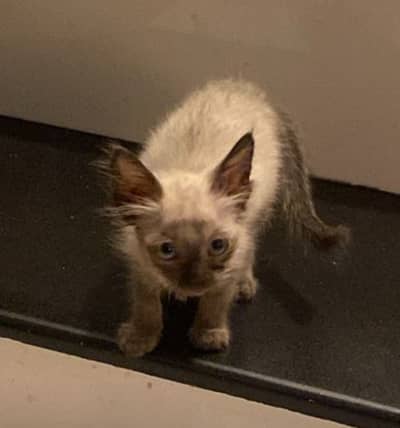 Siamese Kitten