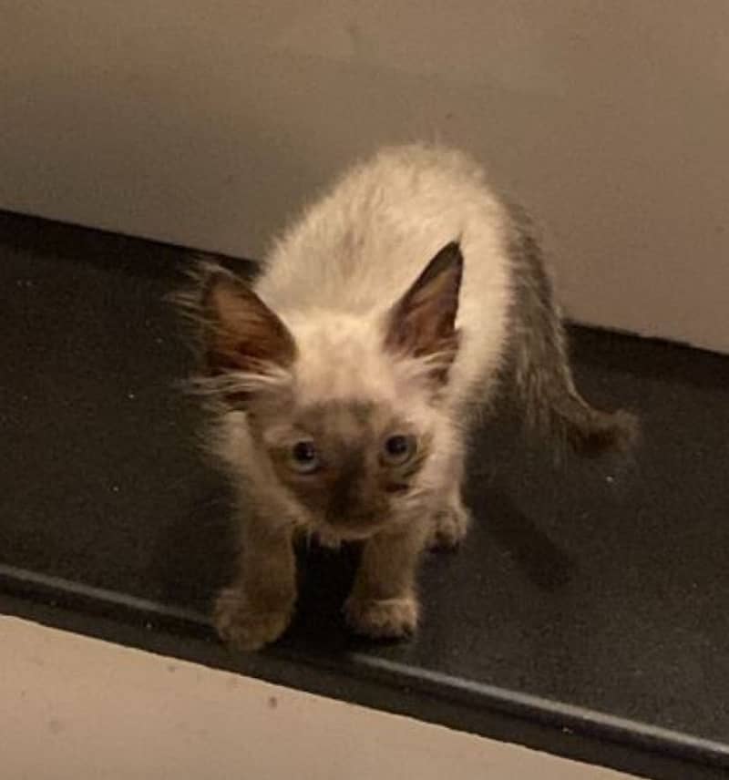 Siamese Kitten 0