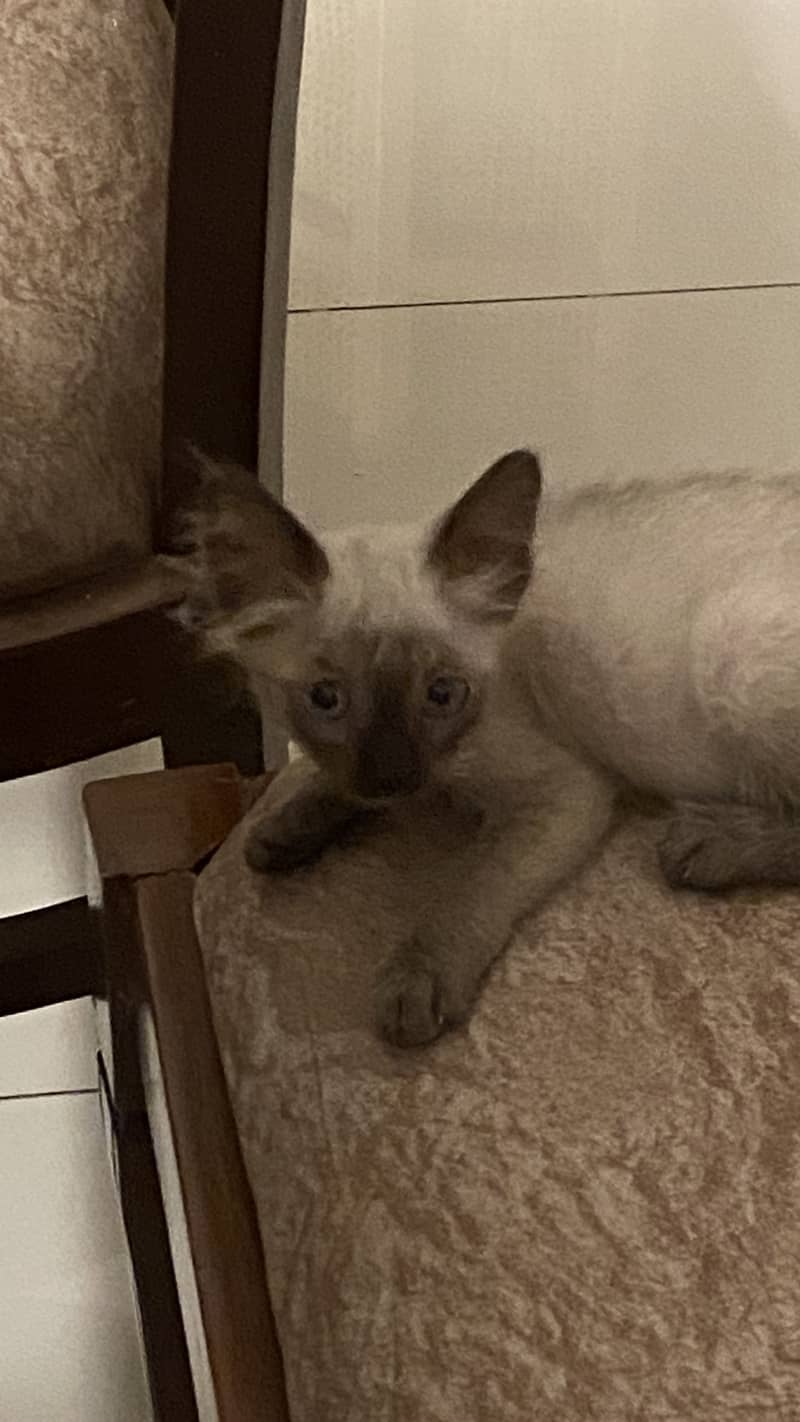 Siamese Kitten 1