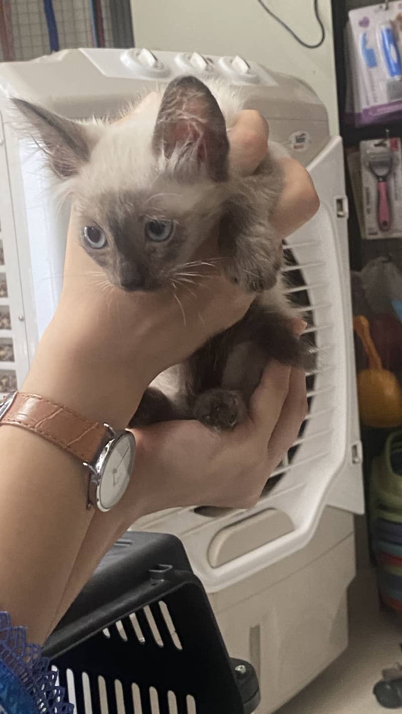 Siamese Kitten 2