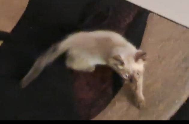 Siamese Kitten 3