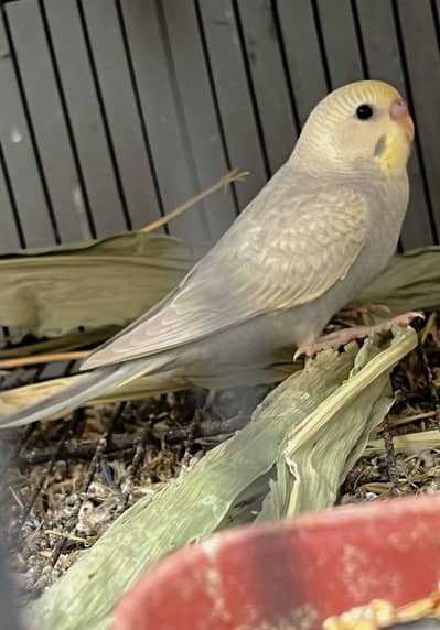 Budgies pathy bare Rainbows