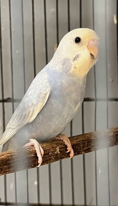 Budgies pathy bare Rainbows
