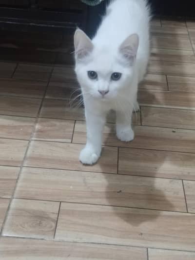 Twin kitten for sale
