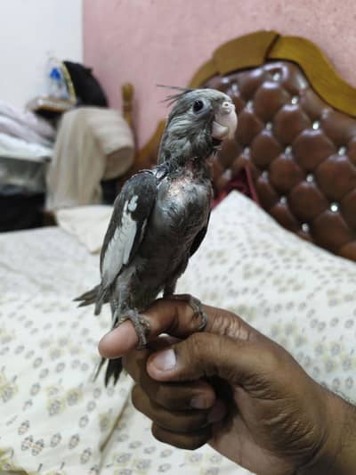 cocktail hand tame chicks