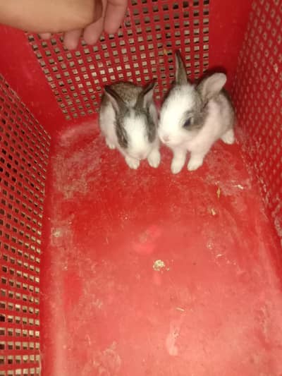 rabbit baby for sale 03224186572