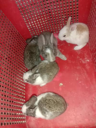 rabbit baby pair for sale 03224186572