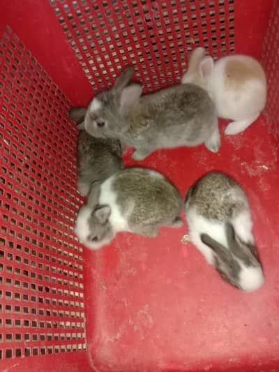 rabbit baby's for sale 03224186572