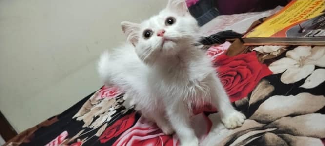 Persian male kitten