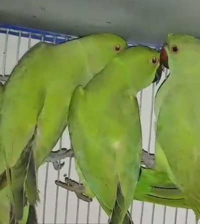 Ring neck phatte for sale