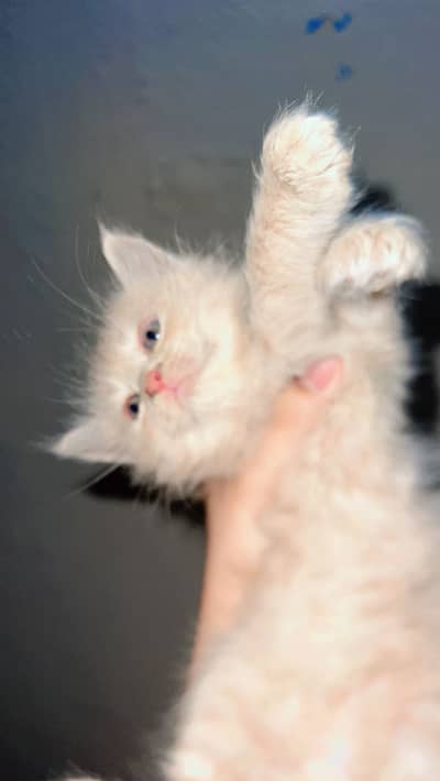 Persian cats tripple coat