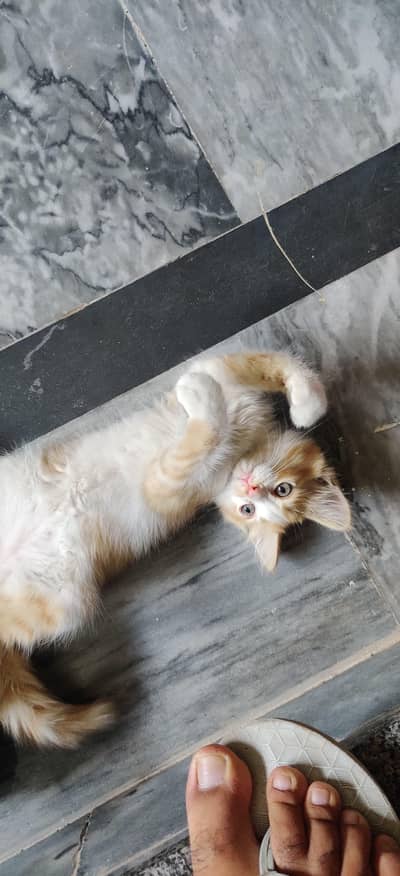 Persian Kitten Female