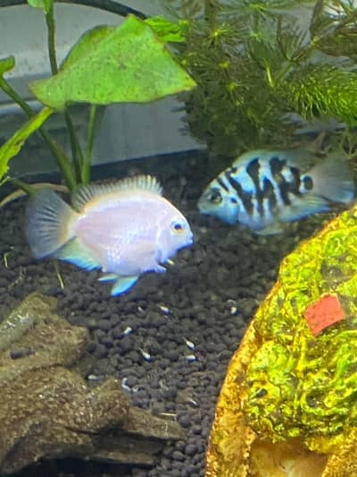 Polar parrot pair for sale