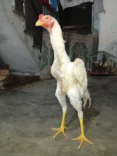 white shamo 03215033853 only Whatsapp contact height 2ft 6 inch plus