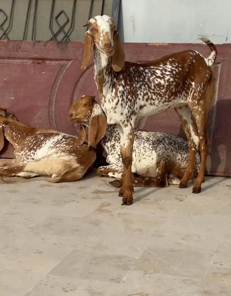 10 Makhi cheeni 9 female’s 1 male