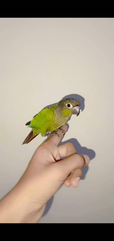 green cheek conure fully fly tame
