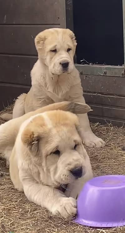 Central Asian Shepherd puppies available for booking