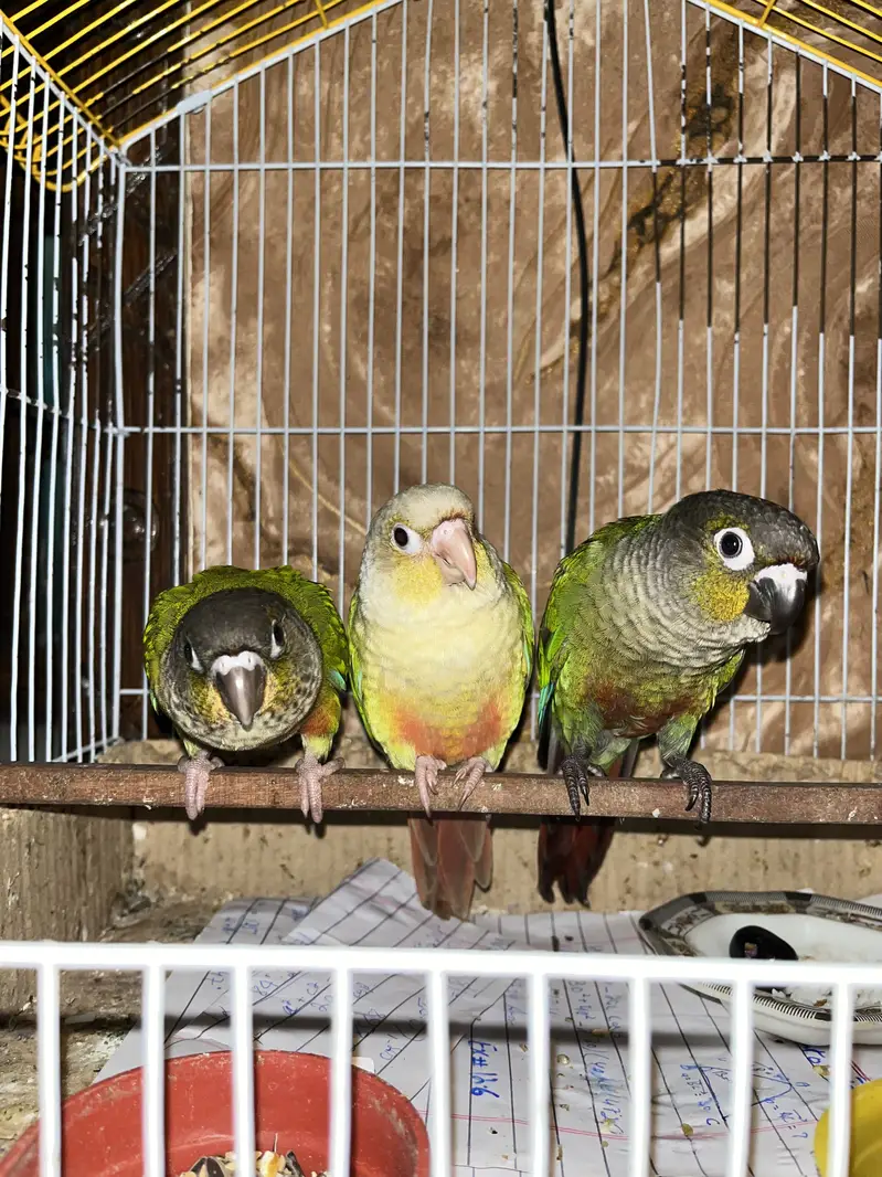 Pineapple Conure Yellow Sided Green Chick conure parrot hand tame