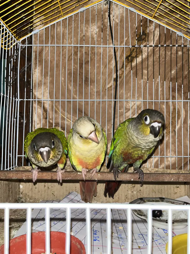 Pineapple Conure Yellow Sided Green Chick conure parrot hand tame — photo 2