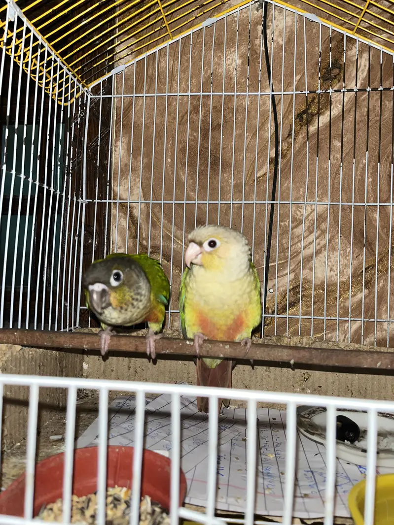Pineapple Conure Yellow Sided Green Chick conure parrot hand tame — photo 3
