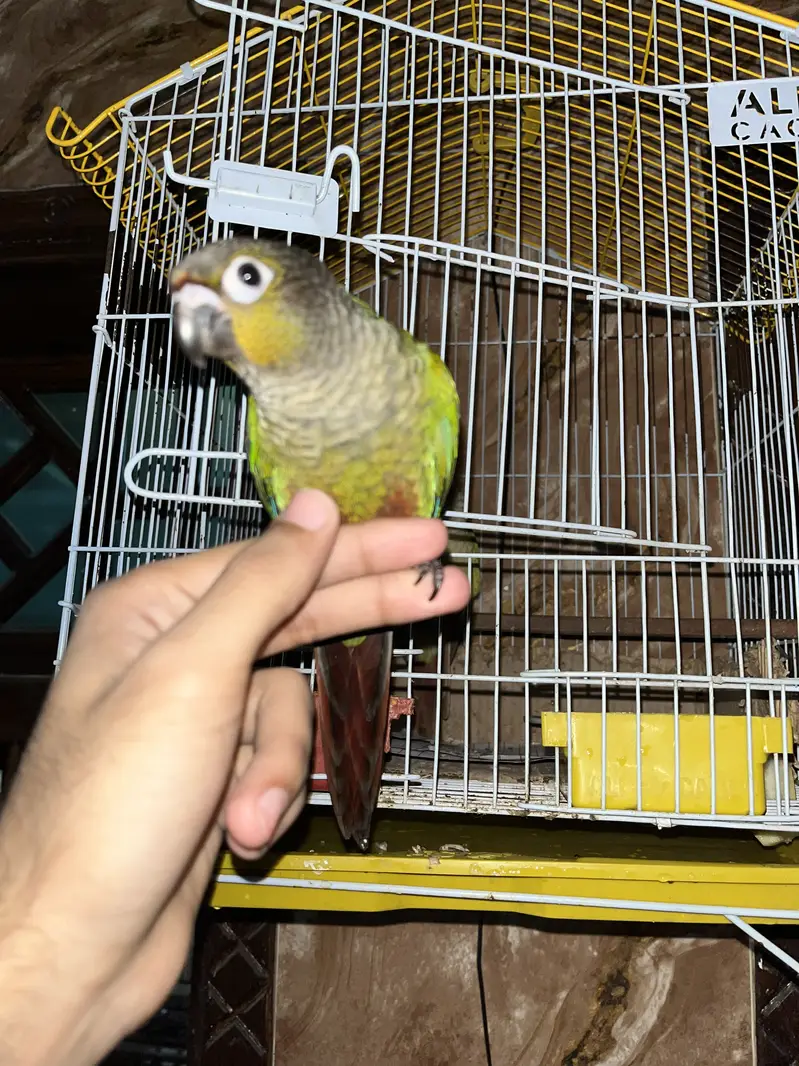 Pineapple Conure Yellow Sided Green Chick conure parrot hand tame — photo 4